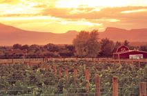 Palisade Fruit and Wine Byway